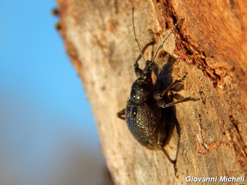 Otiorhynchus armadillo (cf.) - Curculionidae